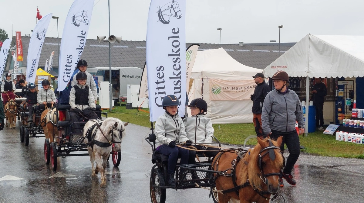 Gittes Kuskeskole i Rødding kan ses og opleves i forbindelse med Ribe Dyrskue – her fotograferet i forbindelse med Landsskuet i Herning et tidligere år. Foto: John Ankersen