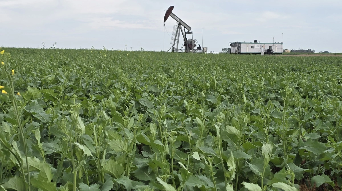 Da Effektivt Landbrug for få dage siden er på vej over Manitoba, er de mange rapsmarker endnu ikke gået i blomst. I baggrunden en af de mange små oliepumper - der er olie i undergrunden.