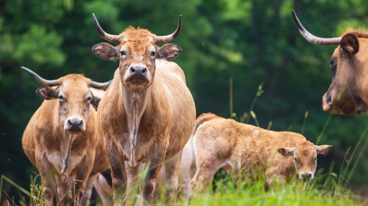 Alle kvægracer samt bison og asiatiske vandbøfler er modtagelige for sygdommen. Foto: Colourbox