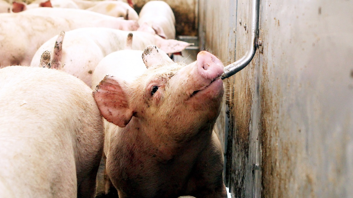 Selvom noteringen på slagtesvin falder med 70 øre, ser den sjællandske svineproducent Peter Kjær Knudsen prisfaldet som en naturlig markedsreaktion og fastholder sin tillid til Danish Crowns retning.