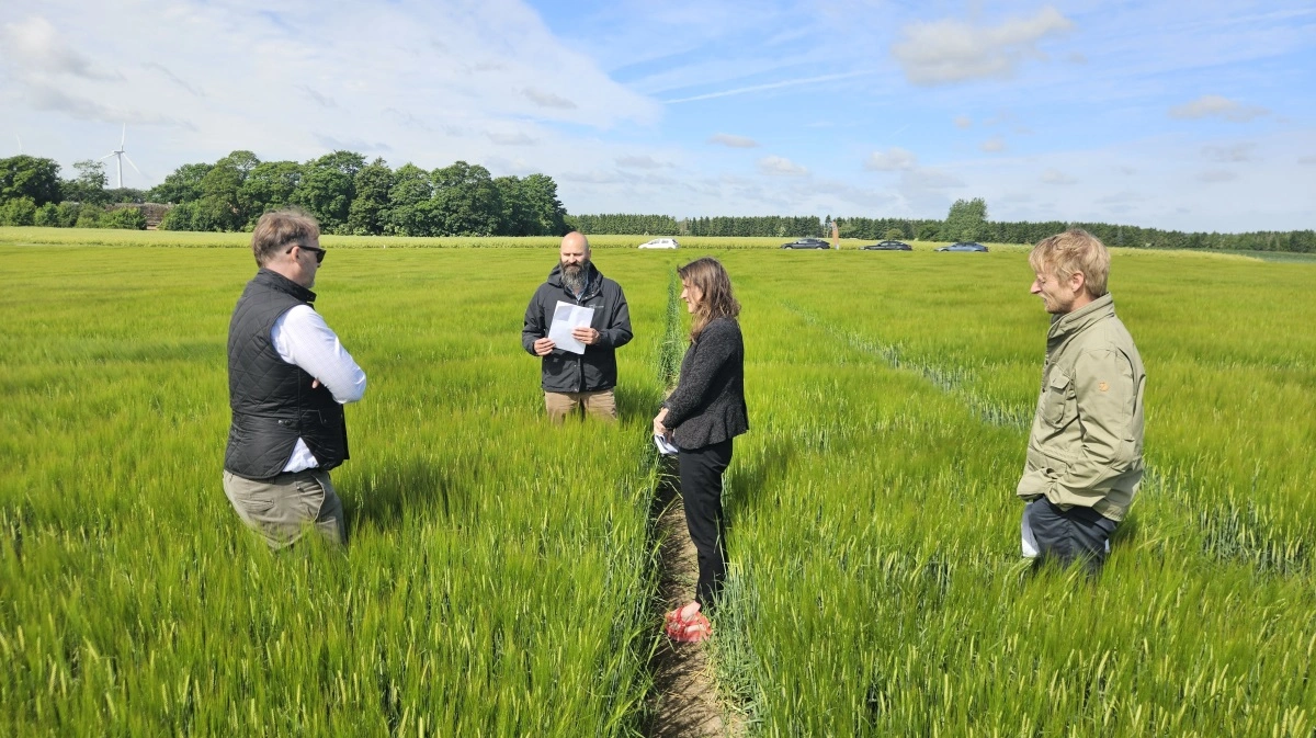 Jacob Andersen, Carlsberg, Søren Fredslund, Yara, Katrine Kongsgaard, Viking Malt, og Jesper Ulnitz, Yara, i forsøgsmarken, hvor man skal blive klogere på næringsstofdynamikkerne ved regenerativ dyrkning. Foto: AgriKom