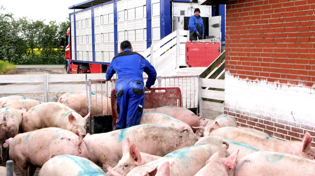 I Sydeuropa er priserne stort set stabile, mens landene i Nord- og Vesteuropa oplever markante fald, skriver Danske Svineproducenter i nyhedsbrevet Rundt i Europa. Arkivfoto: Anne Wolfenberg