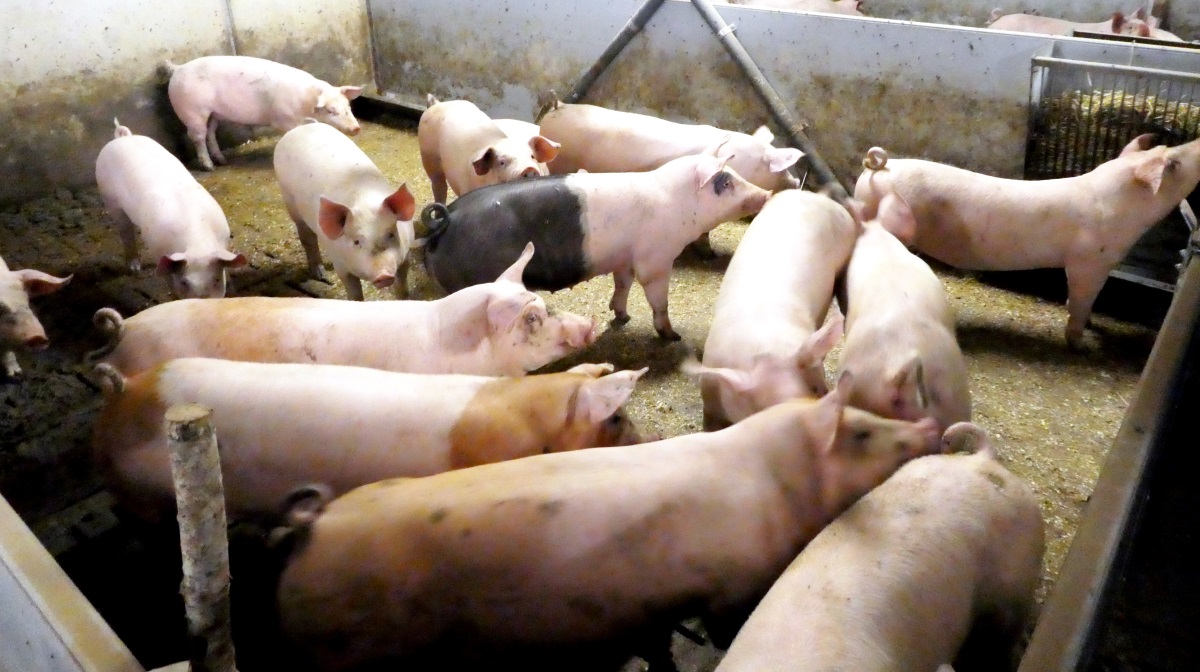 Færre svinebedrifter og lavere avlsbestand i Tyskland giver bekymring for fremtiden.