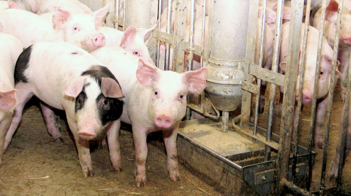 - For de griseproducenter, der ikke har handlet færdig- eller tilskudsfoder endnu for 2026, anbefaler vi at gøre det nu, lyder det i det seneste nyhedsbrev »Trynekontakten« fra Velas.