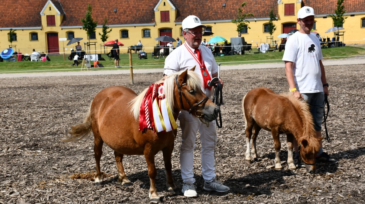 Den ærefulde titel »Bedste Horsemanship« med tilhørende præmie og plakette fra Hestens Værn gik i år til Frank Nielsen fra Tommerup her med shetlandshoppen Olympia Brøis med føllet Dalens Astrid, der modtog »Følfadet« overrakt af Catharina Reventlow-Mourier. Fotos: Camilla Bønløkke
