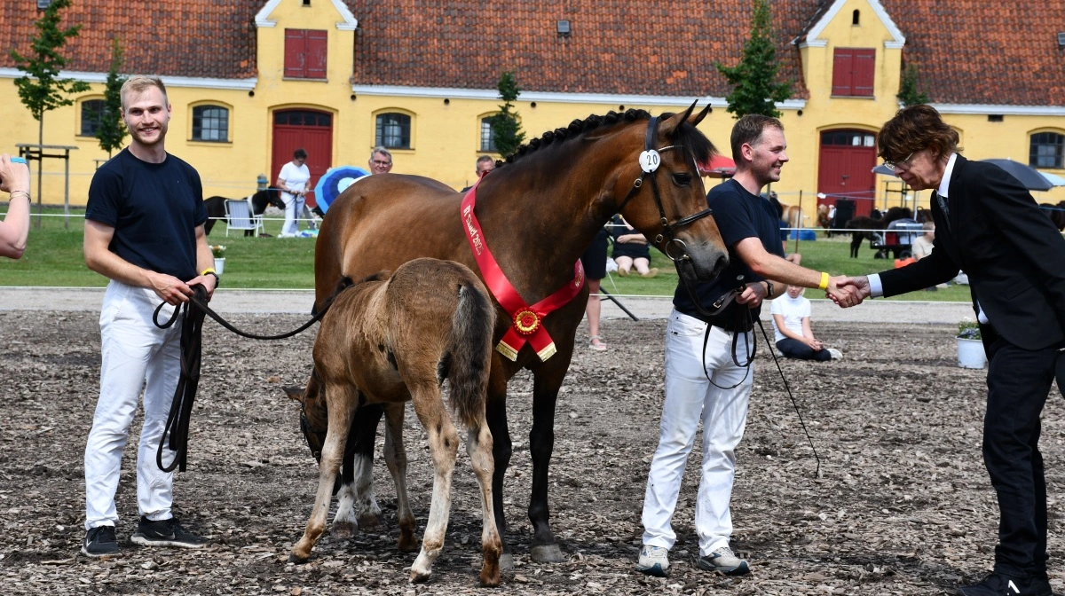 Skuets bedste følhoppe blev den 6-årige New Forest-hoppe Ab Touch of Love udstillet af Asge Nilsson, Glamsbjerg. Her under lykønskningen fra dommer Martin Bloch.

