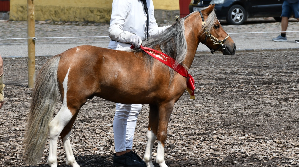Skuets bedste hingst blev den 4-årige Soesteds Vincent Star Quality af racen Miniature udstillet af Jane Jensen, Årslev

