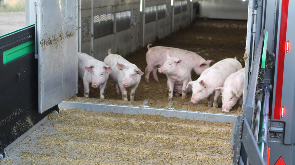 Stigende noteringer på det danske marked betyder, at flere svineproducenter vælger at beholde smågrisene i Danmark frem for at eksportere dem, skriver Agriwatch.