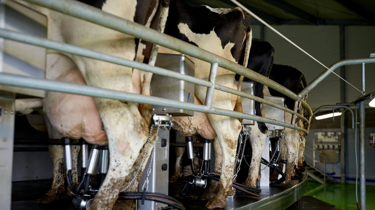 Andelsmejeriet FrieslandCampina løfter indtjening med 25 procent i første halvår. Foto: Colourbox