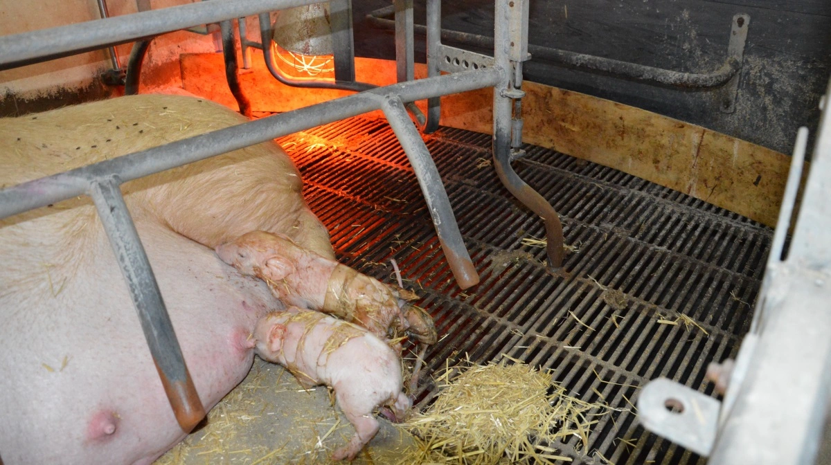 Der kan ifølge rådgiveren også være behov for lidt smertestillende allerede i starten af faringen.
