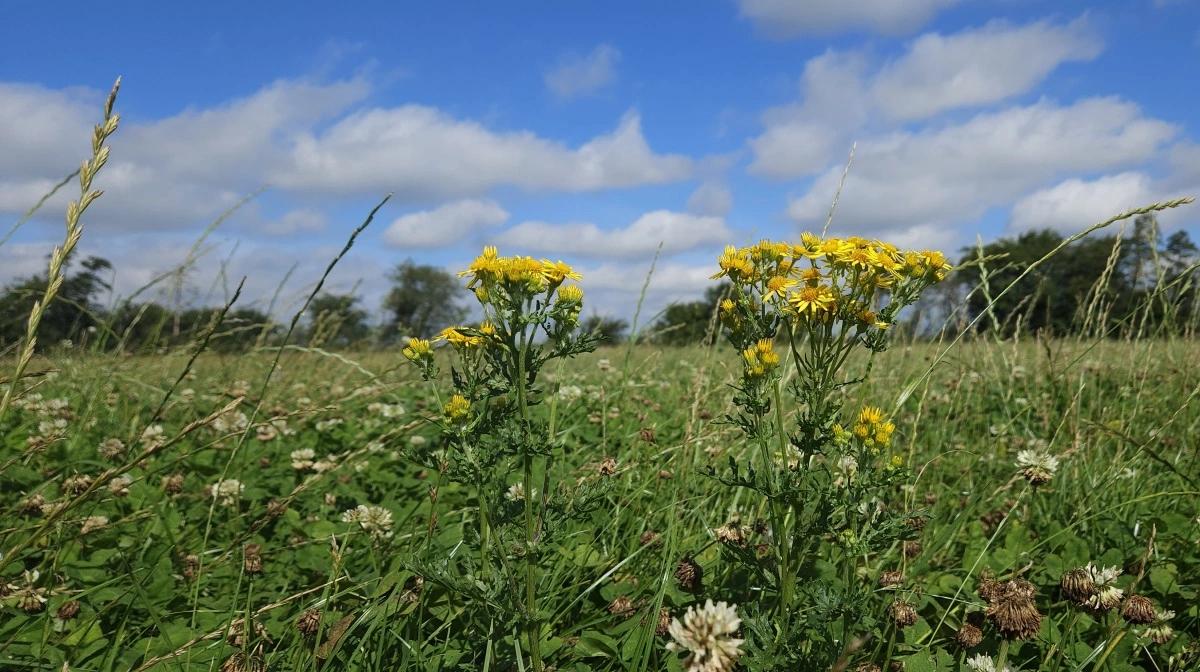 Engbrandbæger breder sig i det åbne land. Planten er giftig for heste og mistænkes for at afgive stoffer til grundvandet – alligevel ses den i stigende grad i vejrabatter, brakmarker og på udyrkede arealer, hvor naturen får lov at vokse vildt. Arkivfoto