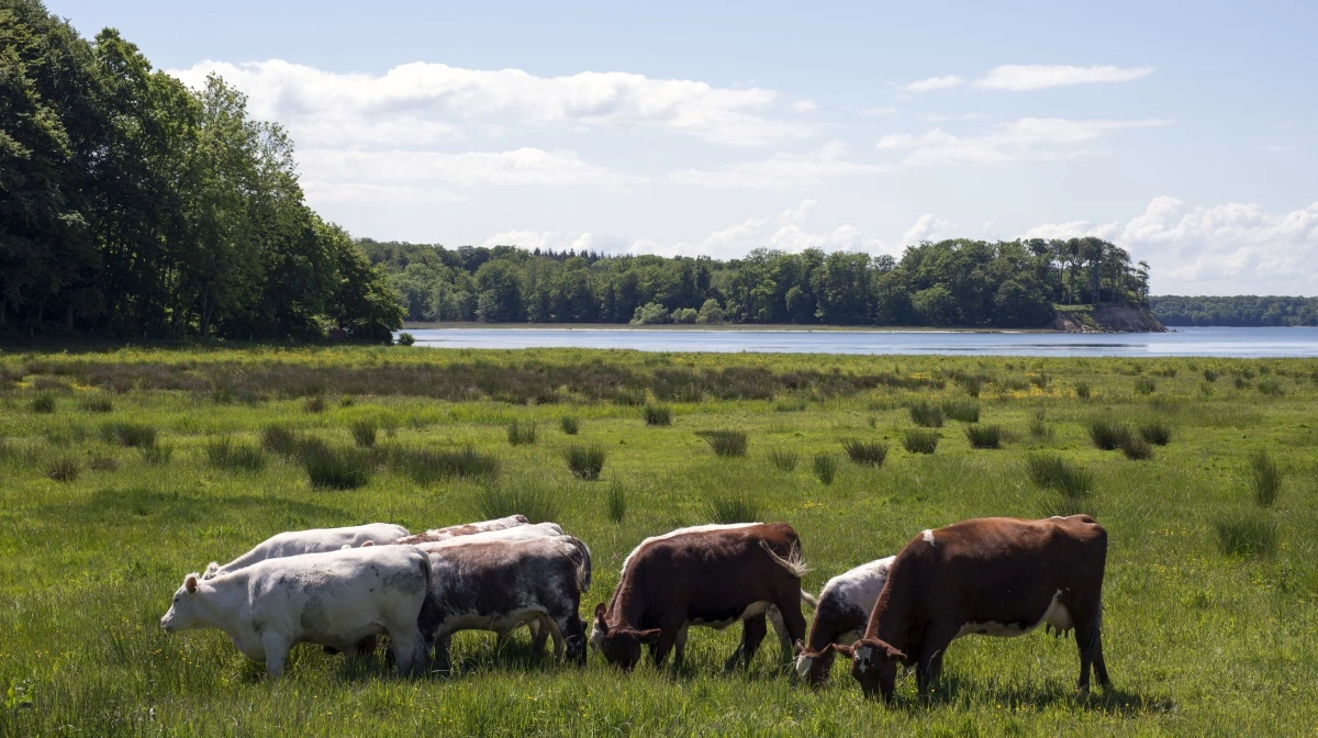 Fair Spildevand beder Folketinget om at undersøge, hvorvidt Danmark gennemfører kvælstofreguleringen af landbruget i strid med EU’s nitratdirektiv. Her et glimt fra oplandet til Ringkøbing Fjord. Arkivfoto