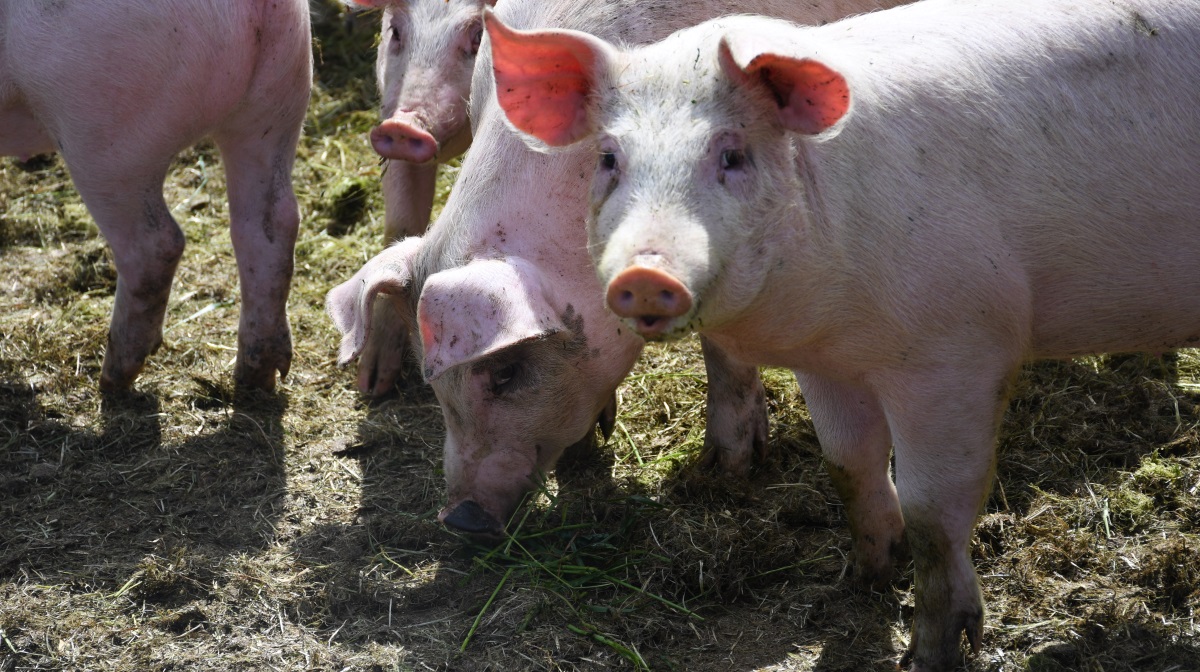 Tidligere i år udgav en række førende forskere fra hele verden en banebrydende artikel, der definerer begrebet positiv dyrevelfærd. En af forskerne er professor ved Institut for Husdyr- og Veterinærvidenskab, Margit Bak Jensen.