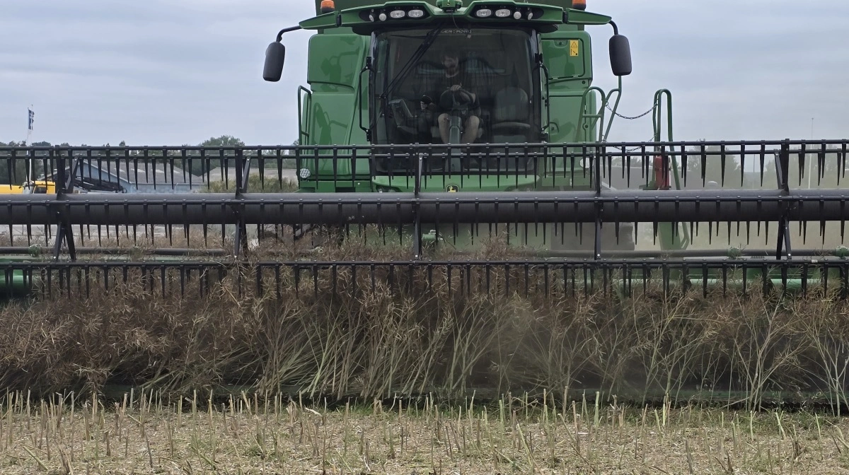 Udbyttet i den høstede vinterraps ligger på godt middel med 4,0-4,5 ton pr. ha.