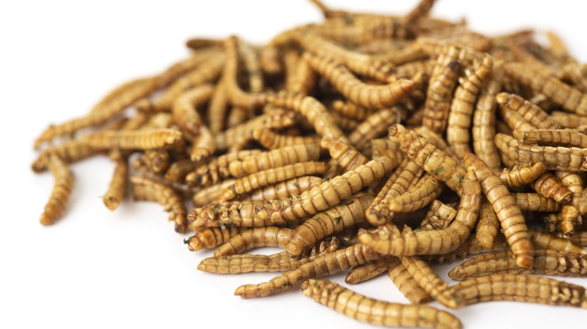 En gruppe unge vil med konceptet Bugs N Bites udvikle klassiske retter, hvor kød erstattes af melorme. Foto: Colourbox