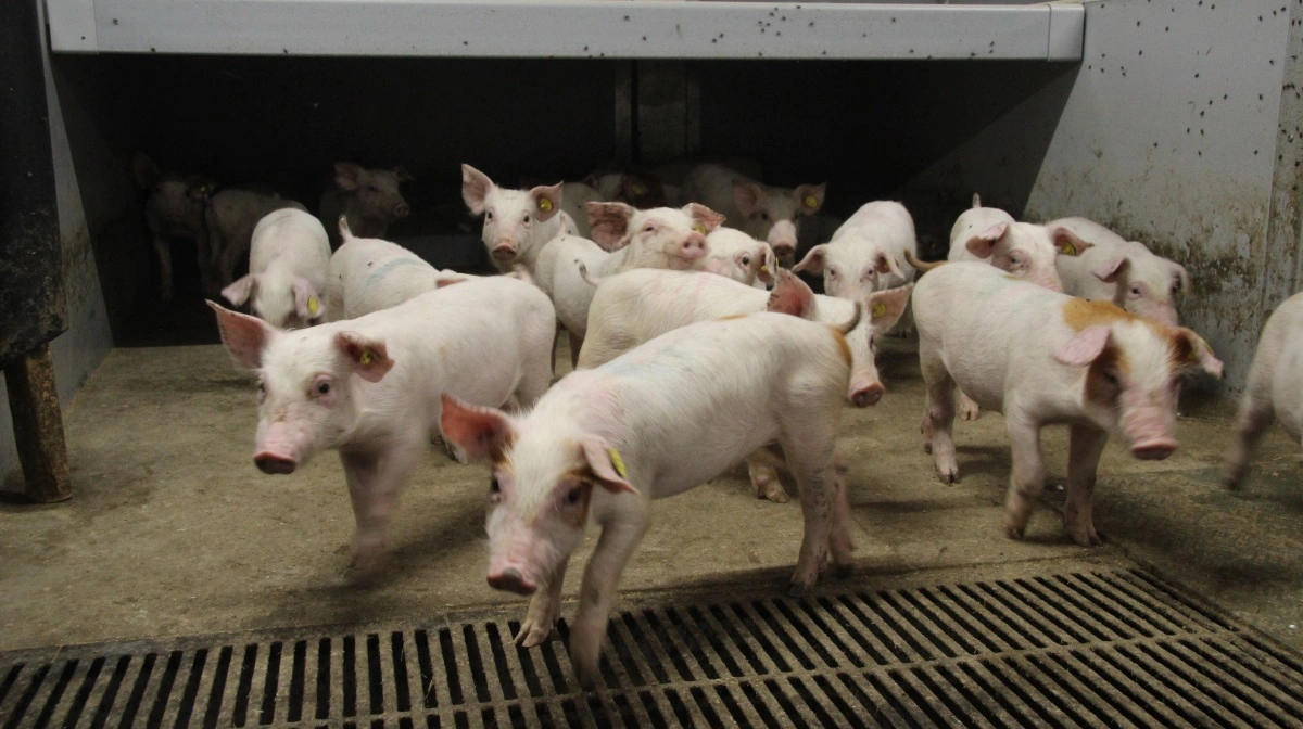 - En dag i 2020 ringede jeg til Hornsyld og bad dem om at levere næste læs smågrisefoder uden zink. Det gjorde de, og vi mærkede absolut ingen forskel, fortæller Søren Michaelsen. Foto: Anne Wolfenberg