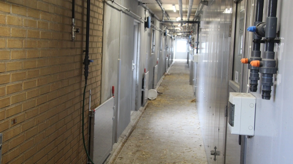 På den centrale forbindelsesgang i smågrisestalden ses et tydeligt skel mellem den gamle stald og den nye. Den gamle stald er i gule mursten mens den nye har grå, plastbeklædte vægge.