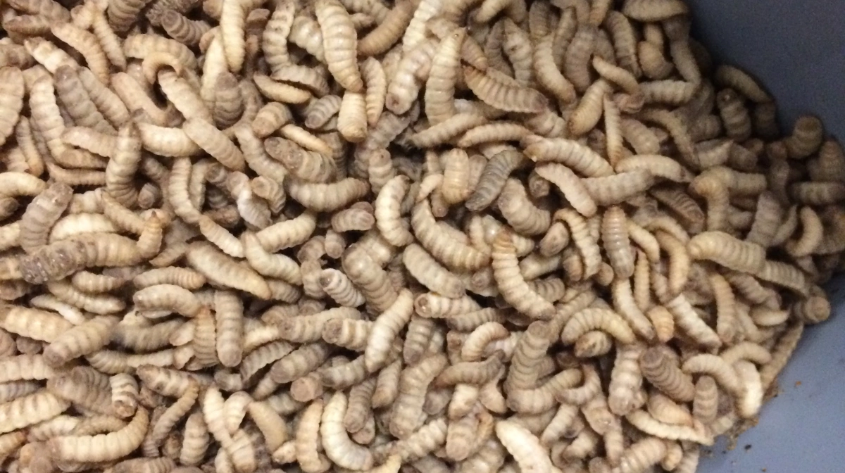 Den Viborg-baserede insektvirksomhed Insectum opdrætter og forarbejder larver af den sorte soldaterflue med henblik på anvendelse som fodermiddel og i foderprodukter. Fotos: Insectum