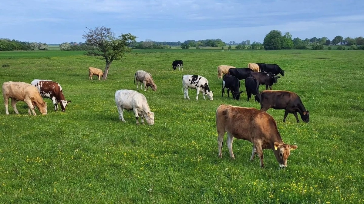 Møn Is og den tilknyttede gård har cirka 200 malkekøer, og hovedparten af dem er ude på græs i sommermånederne, så gæsterne kan stadig se dyrene på marken på behørig afstand. Foto: Møn Is