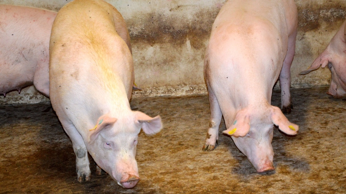 Resultaterne i en ny undersøgelse styrker forventningen om, at en national reduktion i PRRS kan medvirke til at reducere forbruget af antibiotika til danske grise. Arkivfoto: Camilla Bønløkke