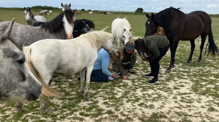 Ann Louise Worsøe Jørgensen benytter Welsh-ponyer til naturpleje – blandt andet her på strandengene på Gjøl. Sammen med ansatte i Jammerbugt Kommunes naturforvaltning har hun været ude i området for at studere planterne og dokumentere naturværdien. Privatfoto.