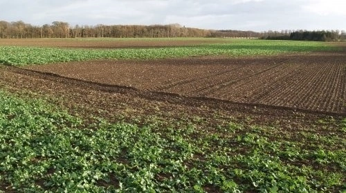 En nysået vinterrapsmark spist i store områder af snegle. Foto:  Agrofoto