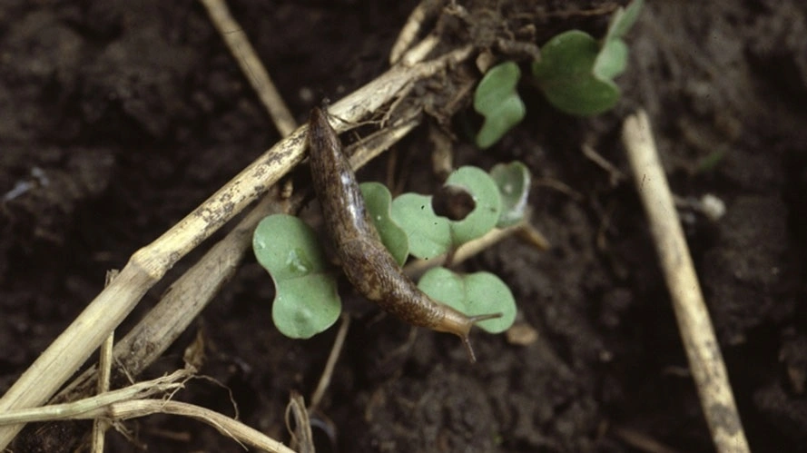 En nøgen snegl i gang med rapskimplanter. Foto: Ghita Cordsen Nielsen