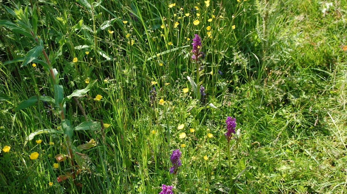 På ekskursionen til Bredsgård Sø blev der blandt andet fundet en gruppe af gøgeurt og der er stort potentiale for at området vil kunne få endnu flere gøgeurter og anden spændende flora, når græsningen sættes i gang. 
