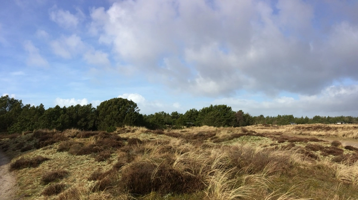 Størstedelen af de danske heder ville forsvinde, hvis der ikke blev udført naturpleje og fjernet opvoksende træer på arealerne. Foto: Colourbox