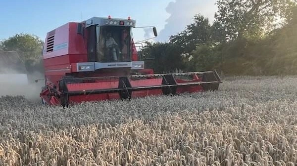 Karl Hansen kører med en spændende 22 fods Massey Ferguson MF 40 mejetærsker.
