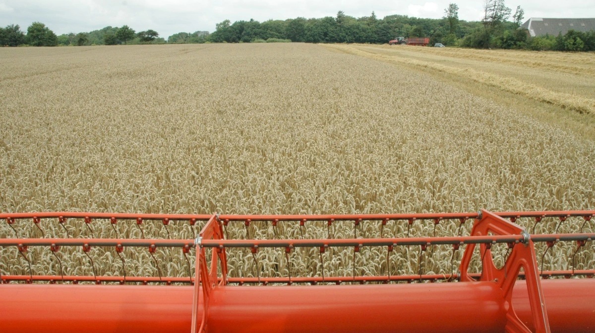 En våd juli og start på august har sat høsten på pause flere steder, men både DLG og Danish Agro melder fortsat om en generelt stor avl – hvis vejret arter sig. Arkivfoto: Morten Ipsen