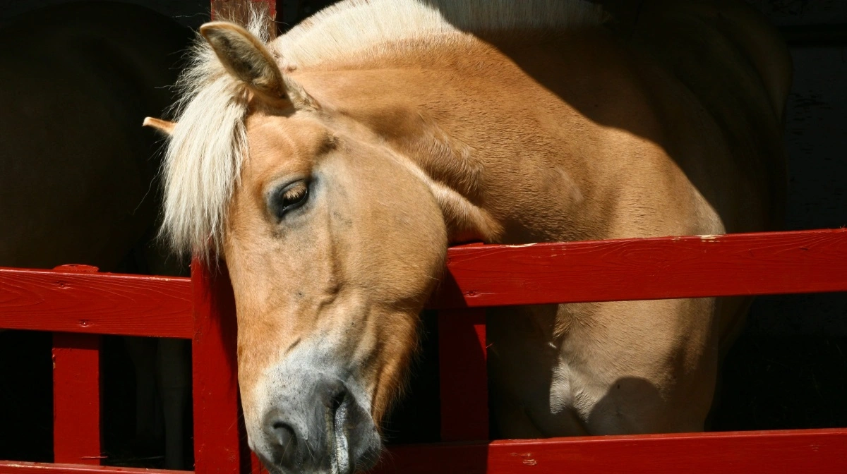 Hestene skal afleveres levende til Aalborg Zoo, og de aflives og slagtes på stedet af dyrepasser og dyrlæge. Foto: Colourbox