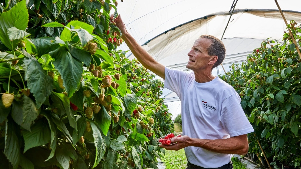 Jordbæravler Søren Olesen fra Skælskør er en af de jordbæravlere, der har fået analyseret sin produktion som led i den nye analyse. Foto: Seges Innovation