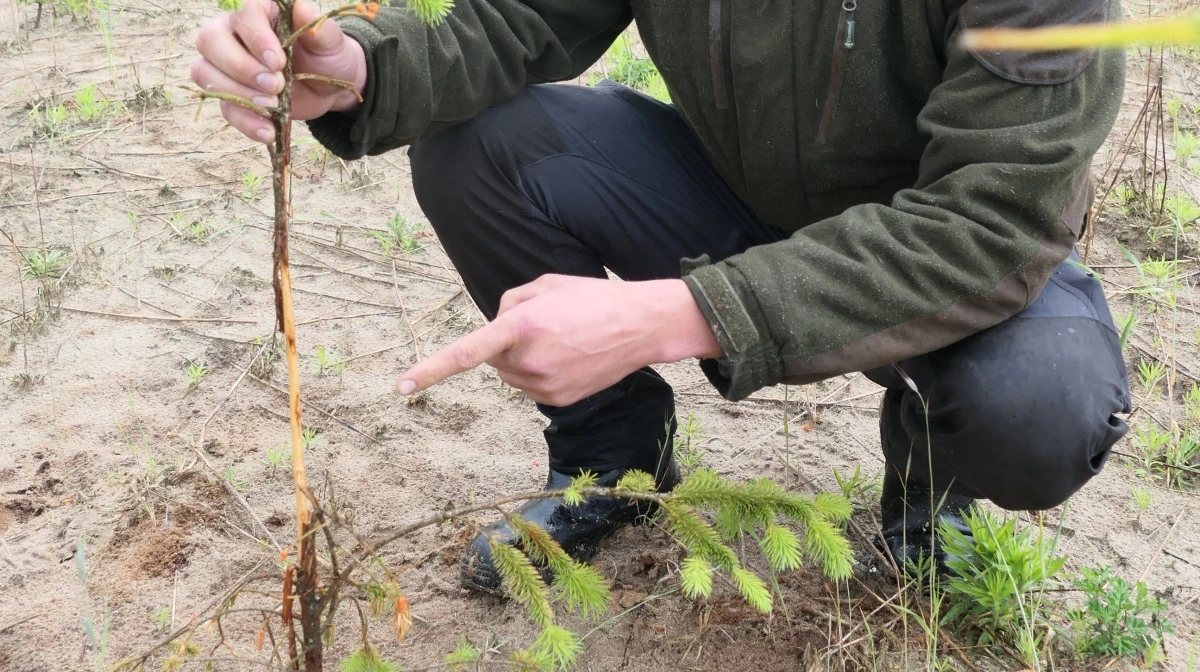 Skovfoged Anders Brøgger viser her et træ, hvor et rådyr har »fejet«. - Det er ikke længe siden, toppen er stadig grøn og fin, men vil snart visne. Her må vi ud med spaden og genplante. Fotos: Bøje Østerlund