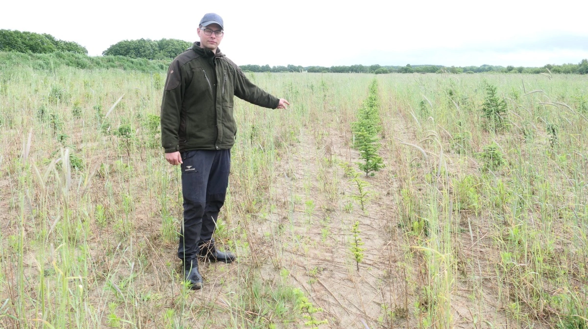 I denne beplantning anvendes lærk som ammetræ. - Rækkerne af ammetræer fjernes om cirka 15 år, når de mere blivende arter har brug for mere plads, fortæller skovfoged Anders Brøgger. 