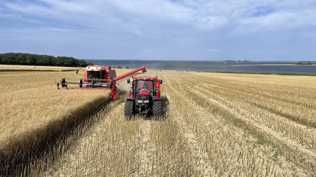 Den faldende pris skyldes den stigende europæiske produktion og forventninger om en god canadisk canola-høst, hvilket øger det globale udbud. Arkivfoto
