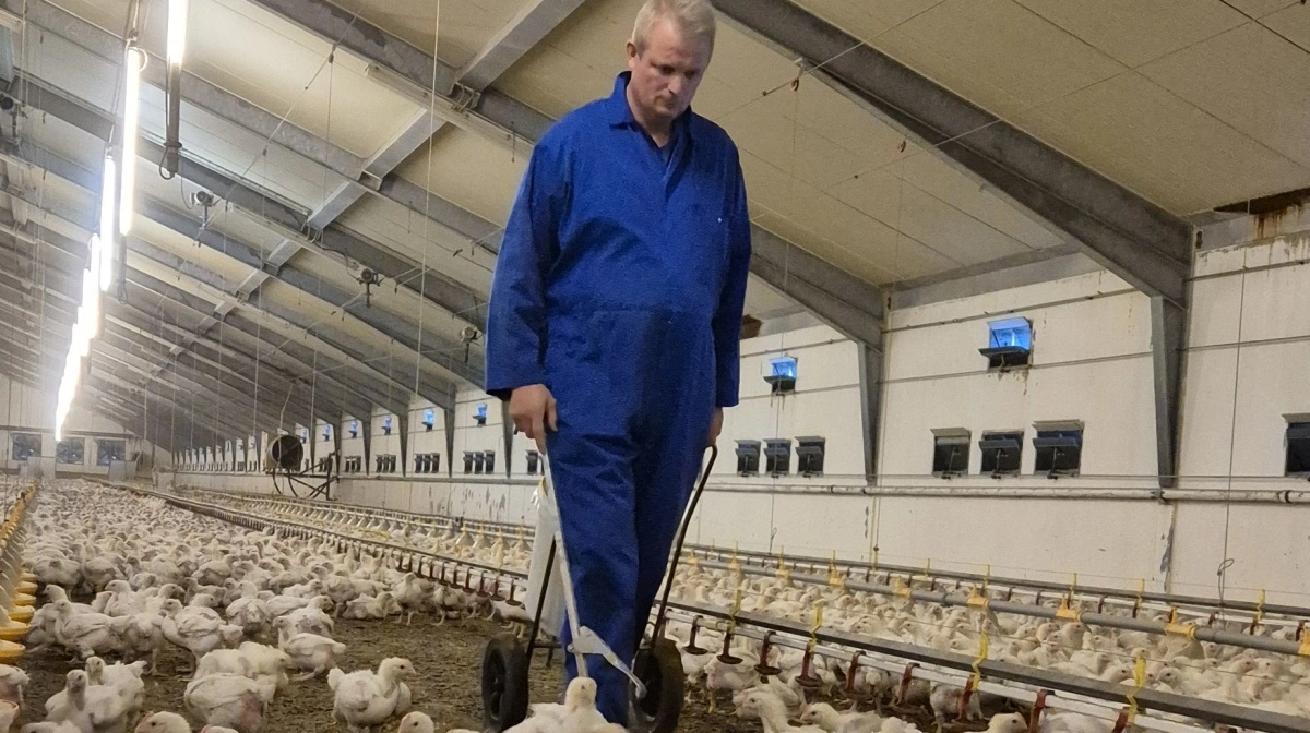 Jens Hovalt Bertelsen synes, at man skal slagte de danske kyllinger i Danmark, men sende en del af dem til Holland til forarbejdning og salg. Fotos: Tenna Bang