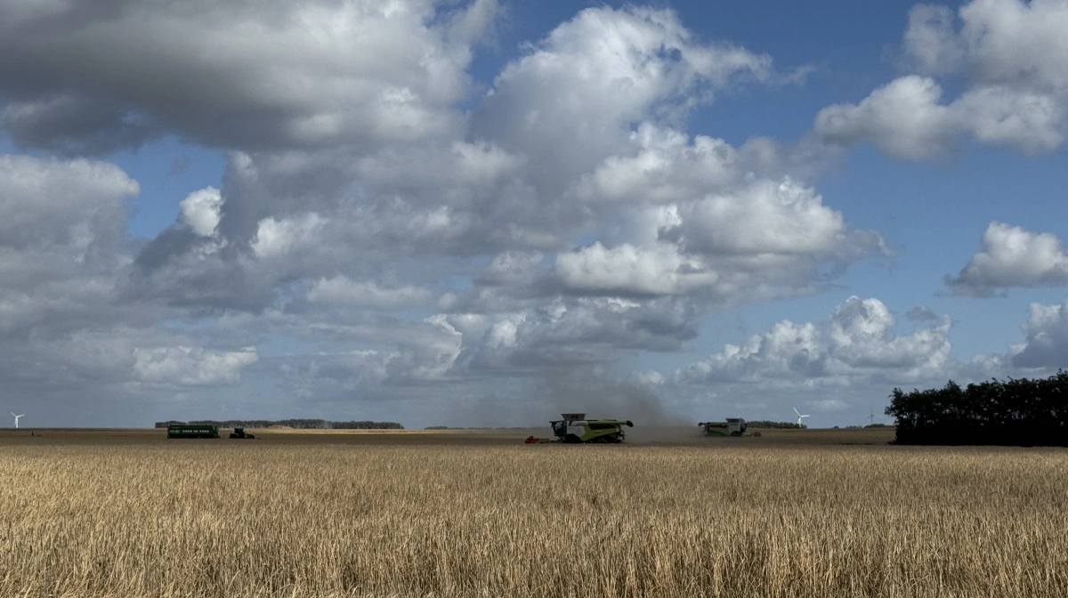 De fire ens Claas Lexion 8700 med Convio Flex 1230-skæreborde har en passende kapacitet til den nuværende drift, men der skal høstes. når der kan høstes. 