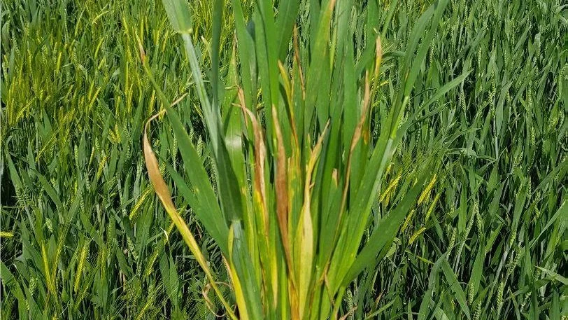 - Vi har nu også eksempel på svidninger i Lili-hvede uden behandling, siger planteavlsrådgiver i AgriAdvice, Hans Jørgen Bak. Foto: Hans Jørgen Bak