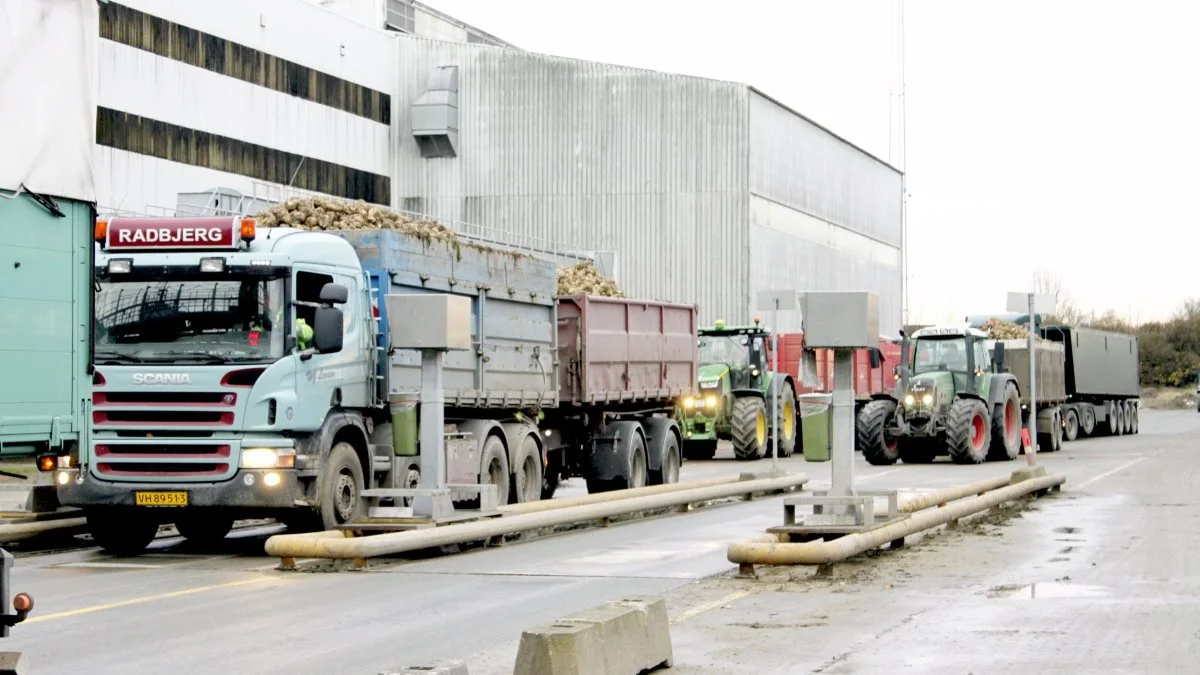 Sukkerroedyrkere vil efter den nye brancheaftale modtage en præmie for roer, der leveres fra marker indenfor 34 km afstand til nærmeste sukkerfabrik.
Arkivfoto: Jørgen P. Jensen 
