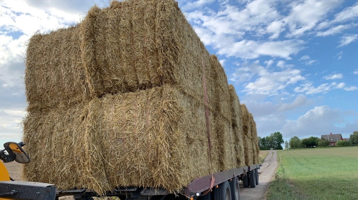 To store halmballer faldt ned fra en traktortransport mandag ved Silkeborg. Nu er traktorføren sigtet for ikke at have sikret ballerne ordentligt. Billedet her er et arkivfoto og har ikke noget med den konkrete sag at gøre. Arkivfoto: Jesper Hallgren