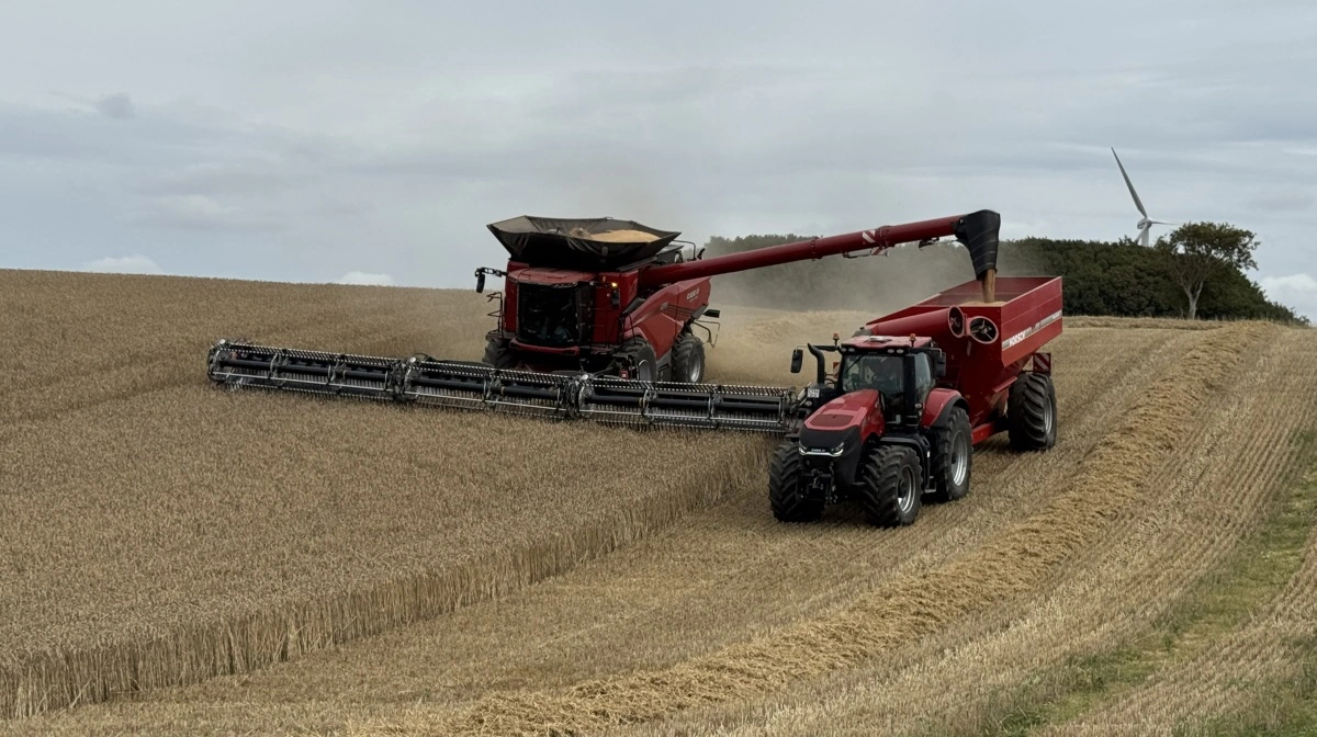 Case IH AF10 stiller som andre stormejetærskere krav til logistikken og kører bedst sammen med en sneglevogn og et par lastbiler. Fotos: Kasper Stougård 