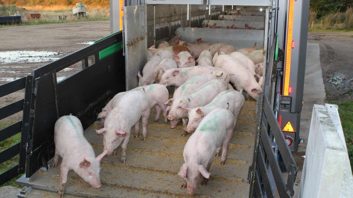 I 2024 blev der i gennemsnit sendt 20.143 smågrise på op til 50 kilo dagligt fra Danmark til Tyskland. Yderligere knap 25.000 gik til andre lande. Arkivfoto