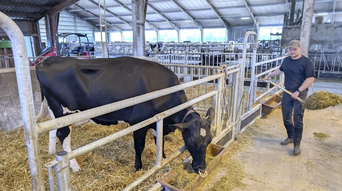 - Jeg er ikke markmand men husdyrproducent. Derfor glæder det 28-årige Frederik Grubbe, der her 1. juli overtog Ringergården i Frørup med 270 holsteinkøer, at faderen tager sig af den fælles markdrift.