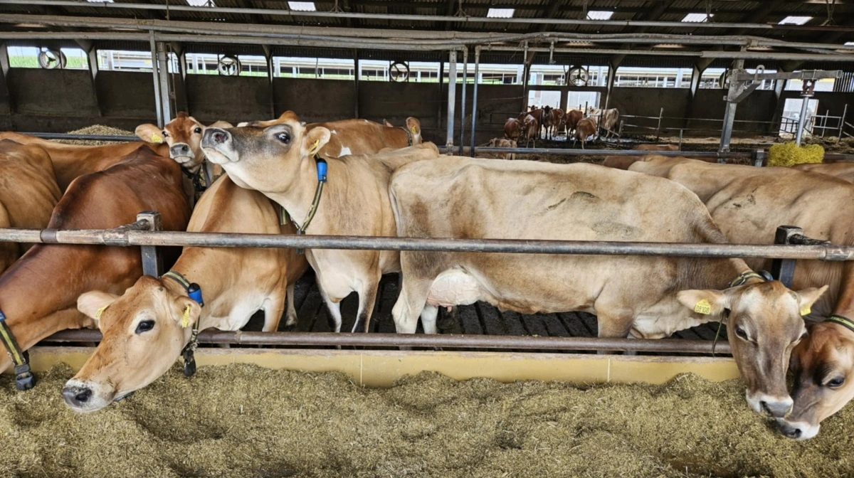 Jersey-besætningen på Juulsgaard har fået tilført Bovaer til foderet siden årsskiftet.