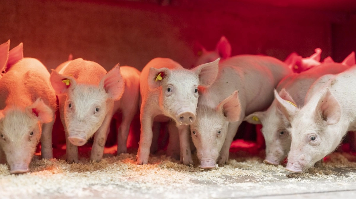 Fotos: Hendrix Genetics Swine