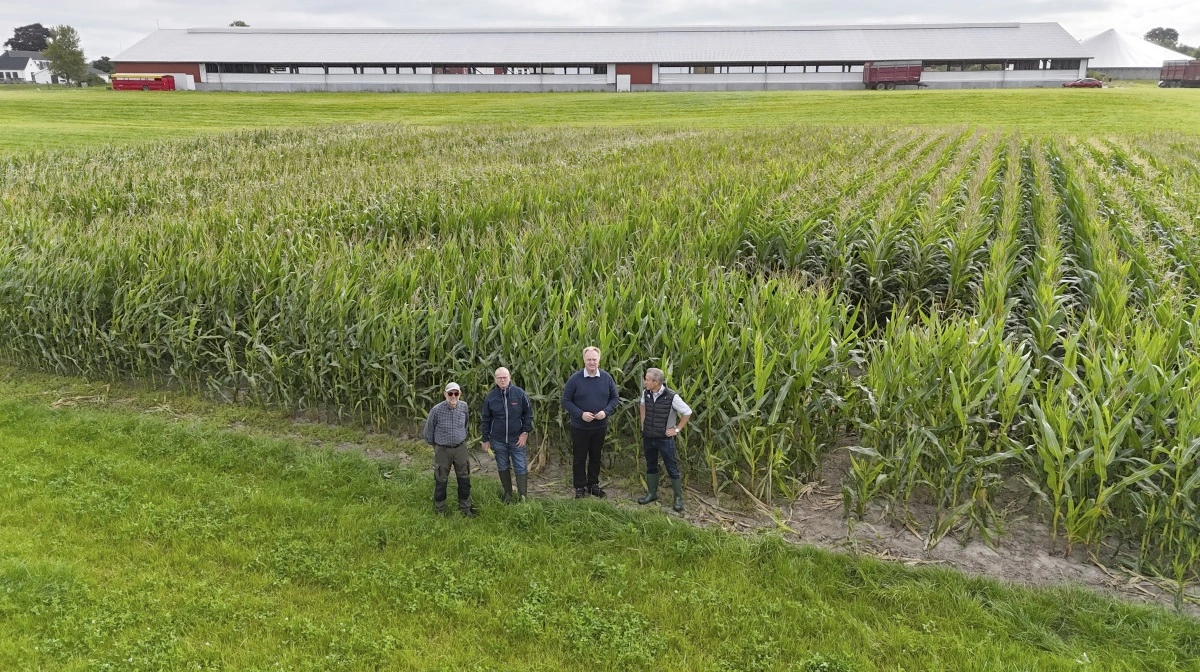 Foran høje majsplanter i de 18 parceller, som fremvises ved grovfoderdagen 4. september - og med den nye kviestald på Grønnemosegaard som baggrund - ses fra venstre tidligere planteavlskonsulent Hans Erik Larsen, der på deltidsbasis er tilknyttet kvægbedriften, grovfoderrådgiver Anders Christiansen, Velas, gårdejer Henrik Terkelsen samt DLG-salgschef Ulrich Christiansen. Fotos: Erik Hansen