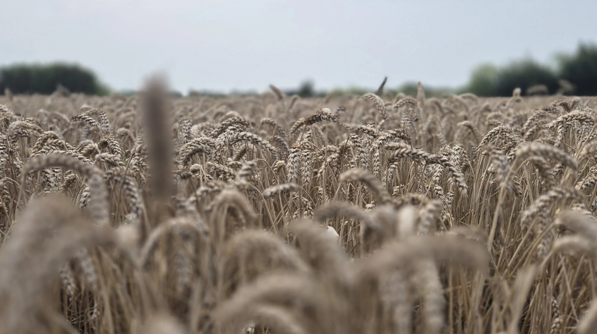 Målet er, at Easy-Agricare skal håndtere mellem 50.000 og 100.000 ton halm om året.