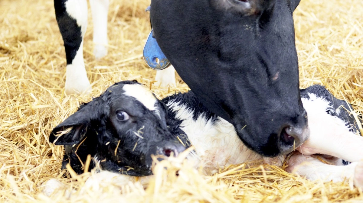 Forskere fra Institut for Husdyr- og Veterinærvidenskab ved Aarhus Universitet har blandt andet vurderer hvad den tidlige adskillelse af ko og kalv betyder for deres velfærd. Akivfoto