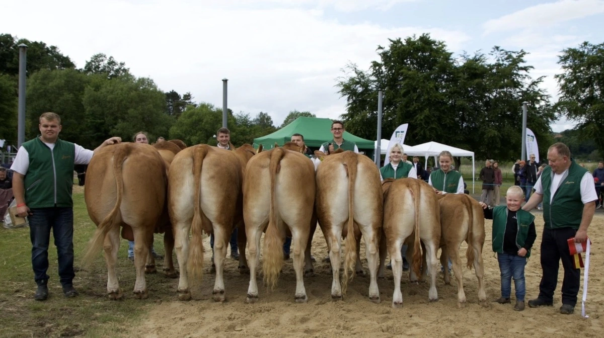 Når ikke dyrene fra Lynge Limousine deltager på diverse dyrskuer, som her i Hobro, deltager de i et projekt, hvor Seges Innovation kigger på metanudledningen fra kødkvæg. Arkivfoto
